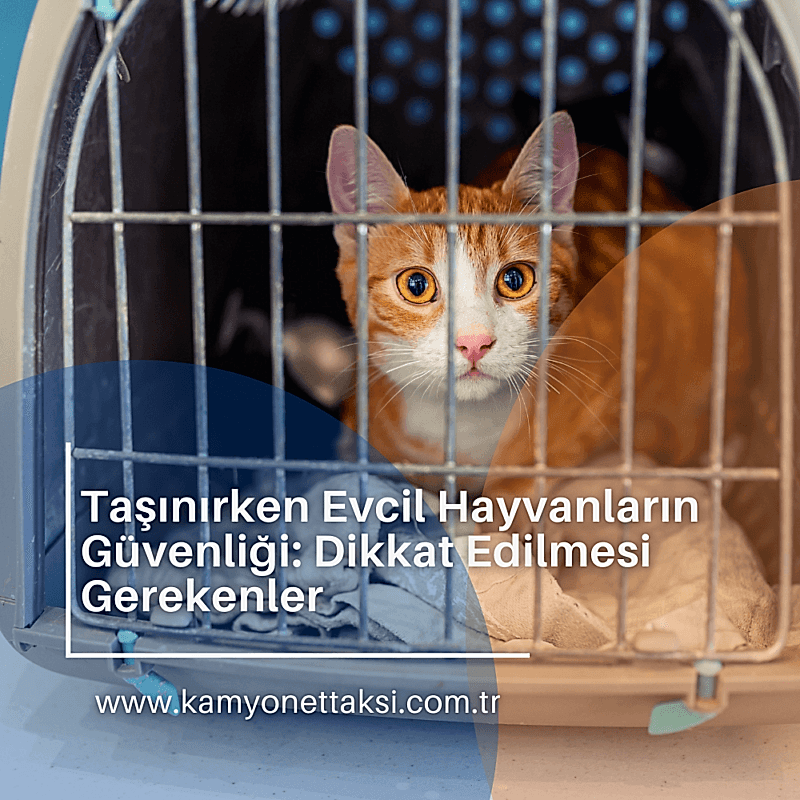 evcil-hayvan-tasima